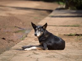 MPAM cobra plano da Prefeitura de Ipixuna para enfrentar abandono de animais nas ruas