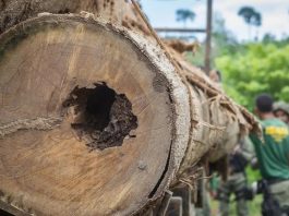 Pecuarista que desmatou Amazônia pagará R$ 514 mil por danos morais coletivos