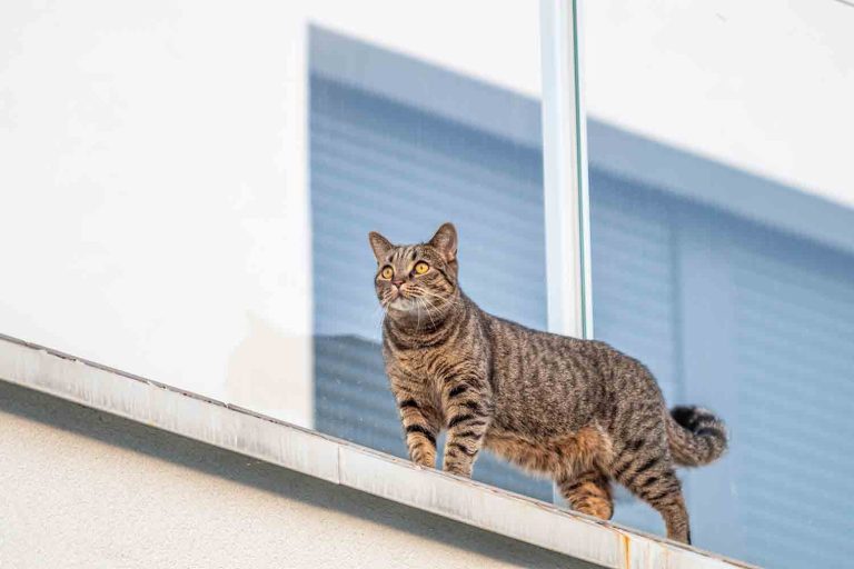 Condomínio que não comprovou propriedade de animal é condenado a cancelar multa aplicada a moradora
