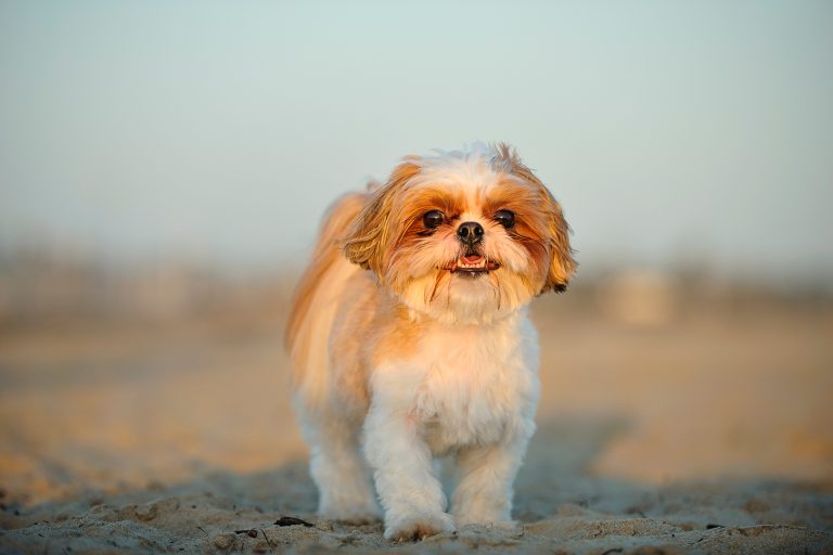 Concessionária indenizará tutora após desaparecimento de animal em rodovia