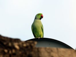 TJ-SP mantém decisão que determinou reintegração de papagaio a tutor
