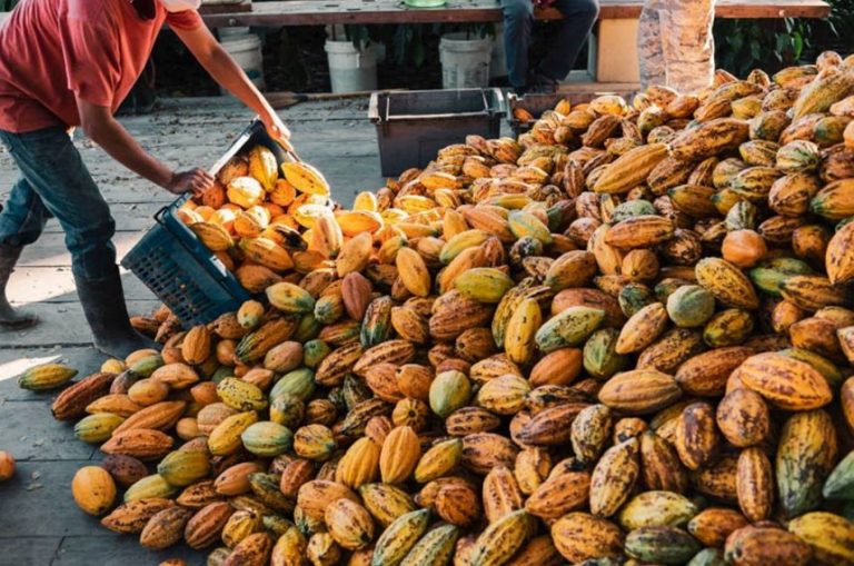 Projeto do Senado que cria incentivos ao setor do cacau é transformado em lei