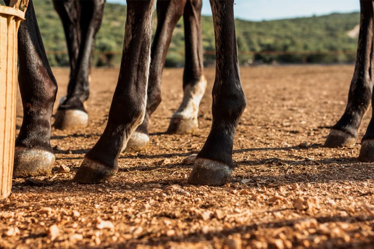 Homem agredido durante cavalgada deve ser indenizado