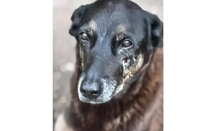 Adolescentes suspeitos de matar o cão Orelha voltam ao Brasil