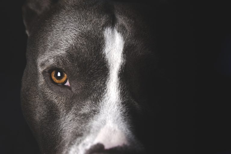 Comerciante é condenado por maus-tratos a cachorros