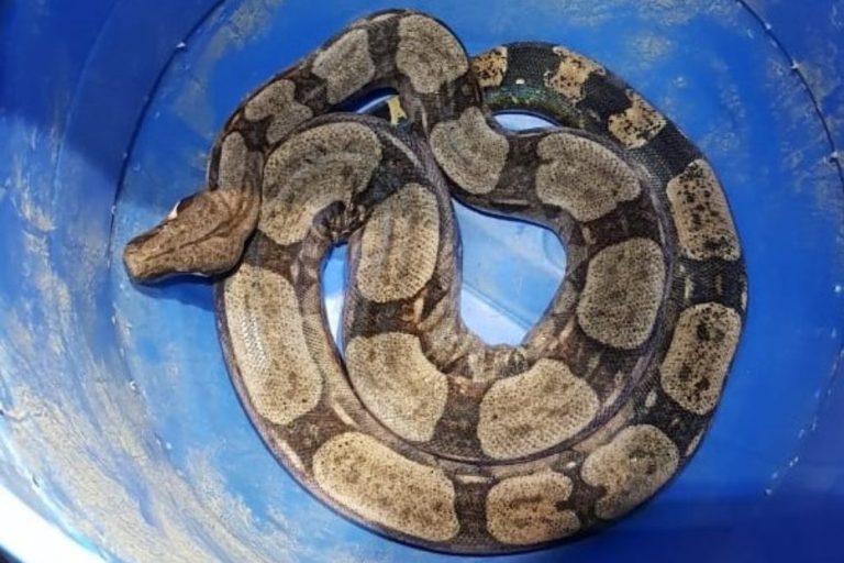 Médico e hospital são condenados por atendimento dado a paciente picado por cobra