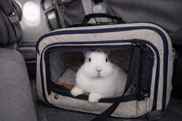 Família multiespécie: Justiça afasta restrição a cães e gatos e autoriza coelho na cabine de aeronave