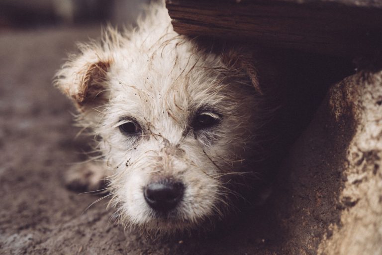 Projeto dispensa audiência de custódia em caso de maus-tratos a animais