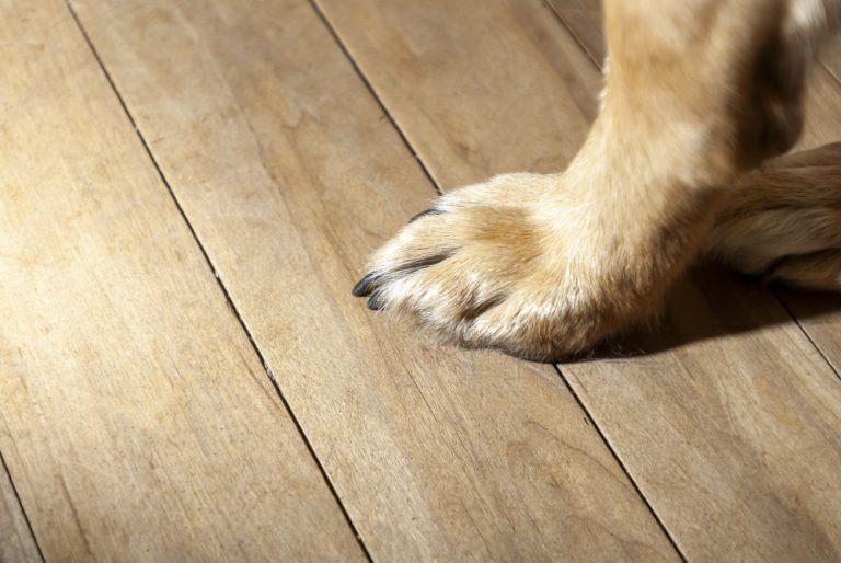 TJDFT condena clínica veterinária por morte de animal após cirurgia de castração