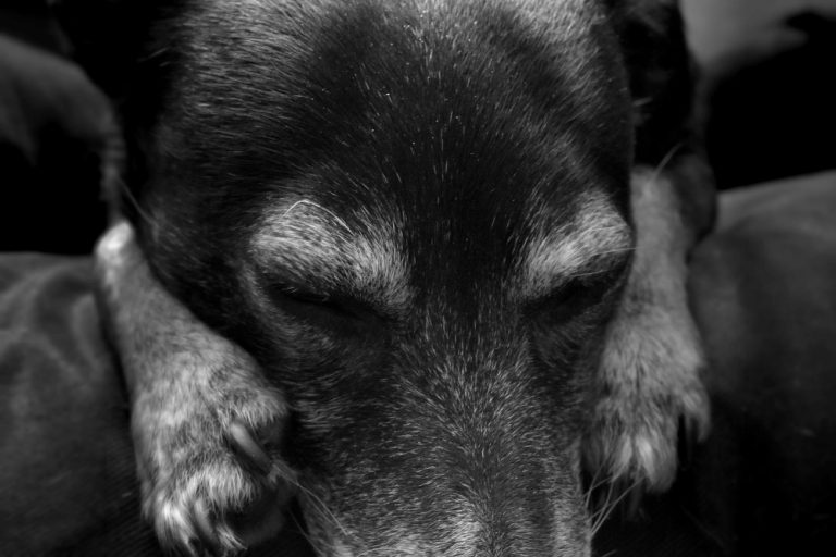 MPAM apura necessidade de criação de Centro de Controle de Zoonoses e abrigo municipal em Eirunepé