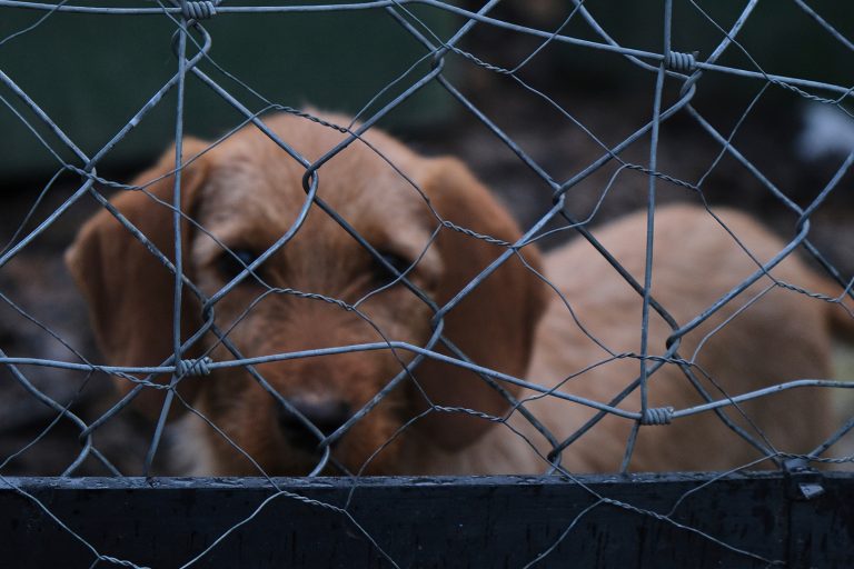 TJSP condena homem por maus-tratos a cachorro e proíbe guarda de animais