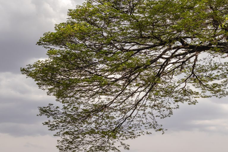 Justiça de SP reconhece responsabilidade municipal e fixa indenização por árvore que atingiu casa