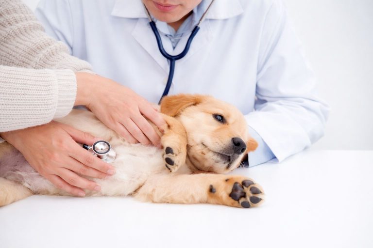 Clínica veterinária é condenada por cobrança abusiva e ameaça de interrupção de tratamento
