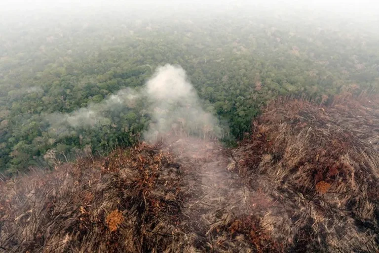 Ação contra multa ambiental não admite reconvenção para exigir recuperação de área desmatada