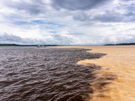 Piloto de lancha que naufragou no Amazonas se apresenta à polícia após decreto de prisão