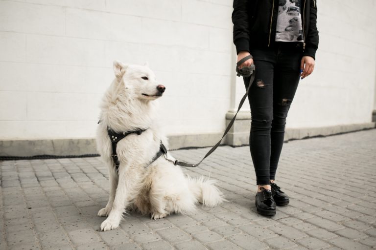 Senado aprova guarda compartilhada de animais de estimação