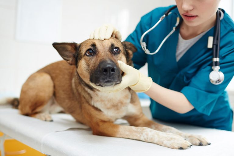 Clínica veterinária deve indenizar tutor após castração incompleta