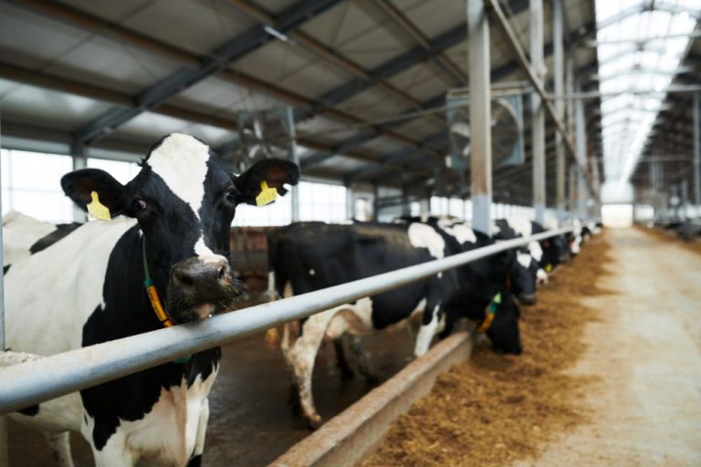 Concessionária deve indenizar pecuarista por falta de energia