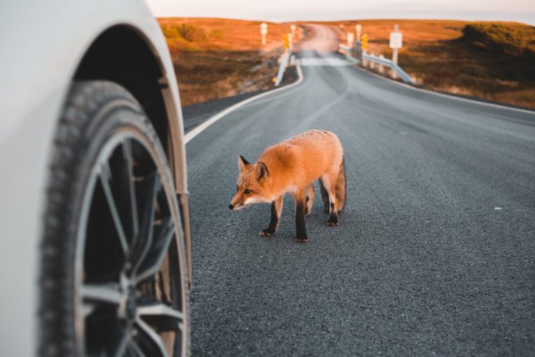 União e Dnit são condenados por morte de motociclista em colisão com animal na BR-135