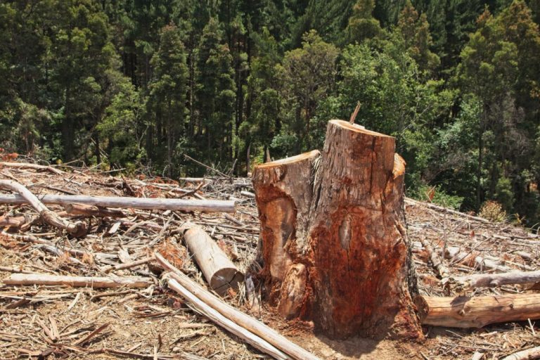 Justiça reconhece presunção de dano moral coletivo em casos de grave lesão ambiental