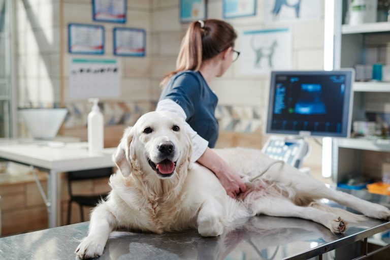 Nova lei torna crime o exercício ilegal da medicina veterinária
