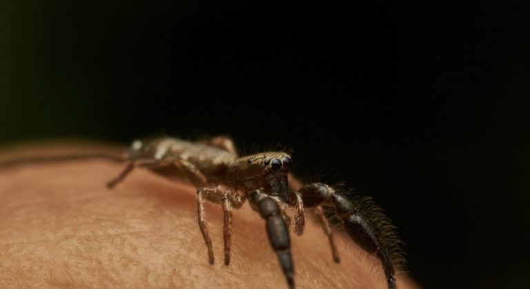 Justiça do Trabalho nega indenização a empregado picado por aranha