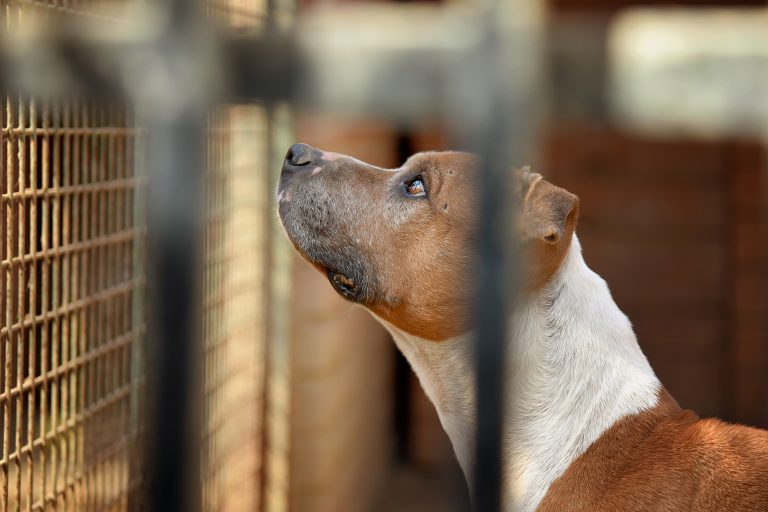 Homem é condenado por maus-tratos contra cães em canil clandestino