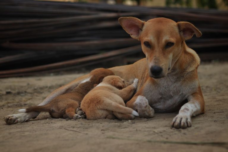 Justiça determina medidas para controle de cães e gatos em vias públicas de Itacoatiara/AM