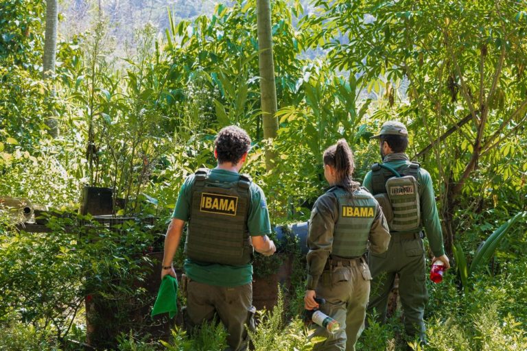 TRF-1 restabelece multas do Ibama e reafirma poder de fiscalização ambiental