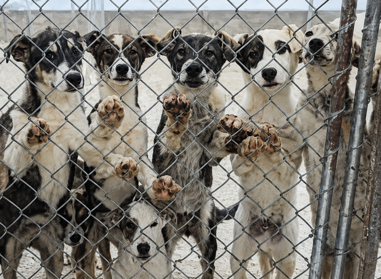 Justiça manda vizinhos acabar com barulho e mau cheiro cães sob pena de multa