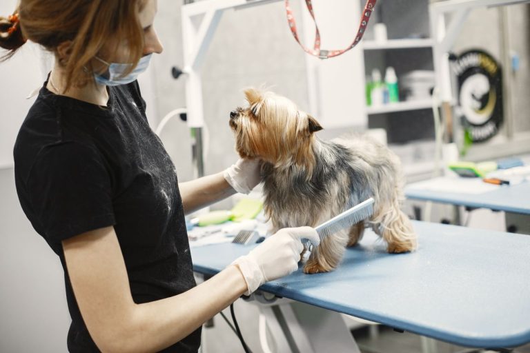 Pet shop é condenado após cadela sofrer lesão durante banho e tosa