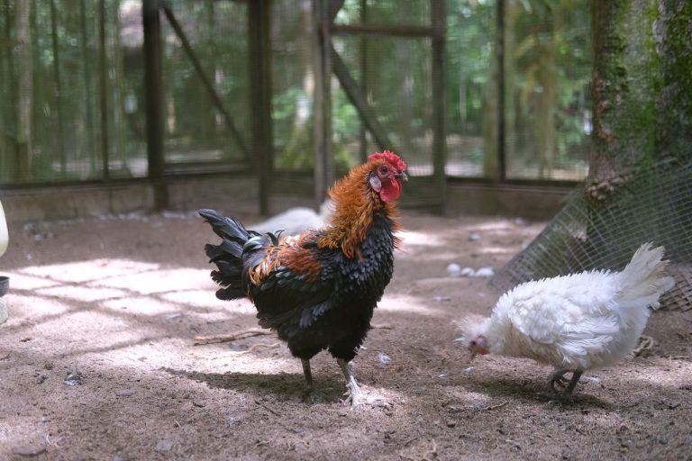 Justiça mantém indenização por morte de galinhas após invasão de cão em propriedade rural
