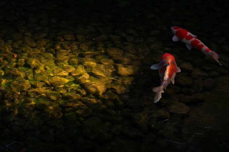 Rompimento de tubulação que causou morte de peixes gera indenização por danos morais